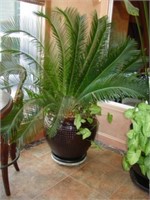 Live Potted Sago Palm 5' 6" tall x 5' wide