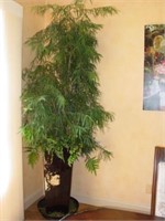 9' Tall Potted Tree in 30gal 38" Pot