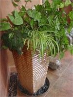 Live Potted House Plant in Tall Square Planter