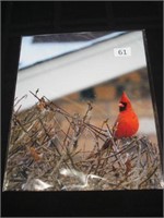Photo print of cardinal - Pieces of  my Heart/Apri