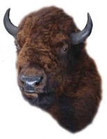 Mounted Buffalo Head
