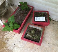 Concrete Planters