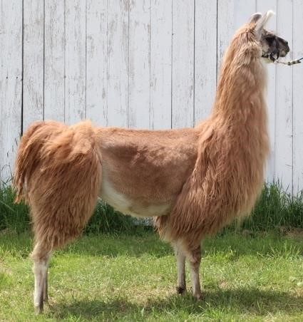 Firecracker Online Llama Auction