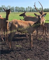 2019 Elk Trophy Bull & Breeding Stock Auction