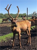 2019 Elk Trophy Bull & Breeding Stock Auction