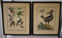 Pair Colored Decorative Prints Birds, etc