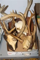 Assortment Of Antlers