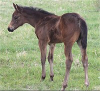 SLOW MOVING MACHINE AQHA 2019 Brown Filly
