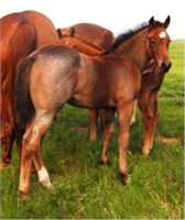 DF TO HOT FOR CHEX AQHA 2019 Bay Roan Filly