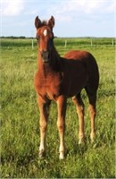DF CHEXY N RED AQHA 2019 Chestnut Filly