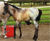 DF HAVE A CANDY AQHA 2019 Gray Colt