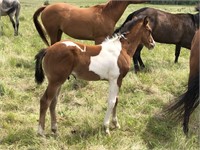STYLE AND MONEY APHA 2019 Bay Tobiano Colt