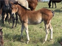 DHS SWEET IMAGE AQHA 2019 Bay Filly