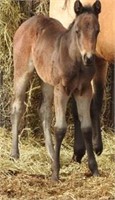 DF PEPS SHAD AQHA 2019 Brown Filly
