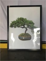 Large bonsai tree print