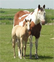 DCF REBELS TWO CHEERS APHA 2019 Buckskin Filly