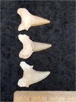 Lot of 3 shark's teeth, longest is 2"