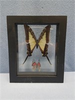 2 Butterfly display in shadow box 4.75" x 5.75"