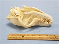 Mammal skull, 7" long                  (i57)
