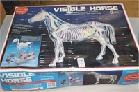 VISIBLE HORSE MODEL