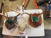 3- Deer Antlers