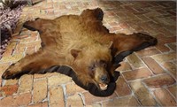 Saskatchewan Black Bear Full-Size Taxidermy Rug