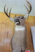 Saskatchewan Whitetail Deer Shoulder Mount