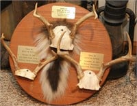 2 mount boards with 5 Whitetail antler sets