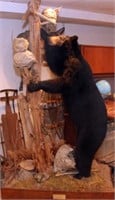 Black Bear full body mount standing at tree