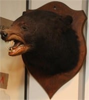 Black Bear head mount