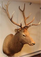 Elk head mount, 12 point