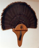 Wild Turkey:  tail feather spread mount, head,