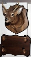 Whitetail 4 point buck head mount and 4 hoof