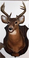 Whitetail 9 point buck head mount and 4 hoof