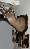 Whitetail 8 point buck head mount and 4 hooves