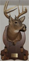 Whitetail 9 point buck head mount with 4 hooves