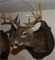 Whitetail 8 point buck head mount