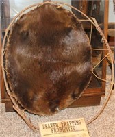 Beaver pelt in frame, 3', with Beaver Trapping
