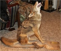 Full Body Coyote mount