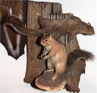 Double squirrel mount and single squirrel mount
