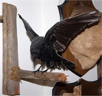 Raven mount