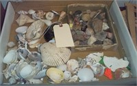 box of seashells / unusual rocks / indian flint