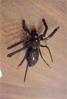 Old victorian black spider stickpin Halloween