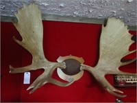 Moose Horns