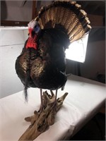 Life size real turkey