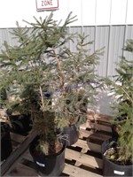 Set of 3 Norway Spruce, small