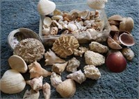 Sea shells, clam, coral, sand dollar, conch
