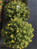 2 mums- yellow