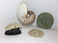 Seashells, Coral and Sand Dollar