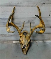 Painted Deer Skull 10 Pointer